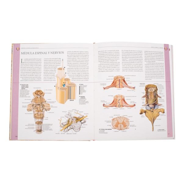 Atlas Ilustrado de Anatomía - Imagen 3