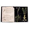 Atlas de las Plantas Medicinales y Curativas - Imagen 4