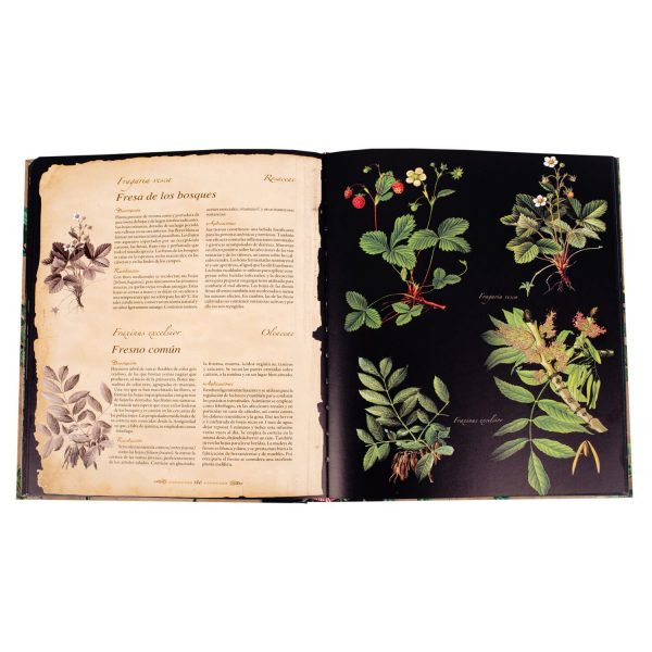Atlas Ilustrado Plantas Silvestres e Infusiones Curativas - Imagen 3