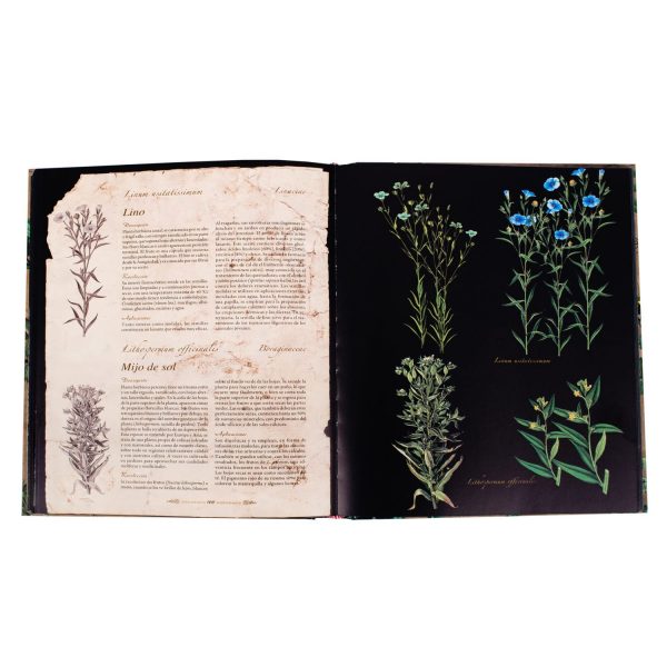 Atlas Ilustrado Plantas Silvestres e Infusiones Curativas - Imagen 4