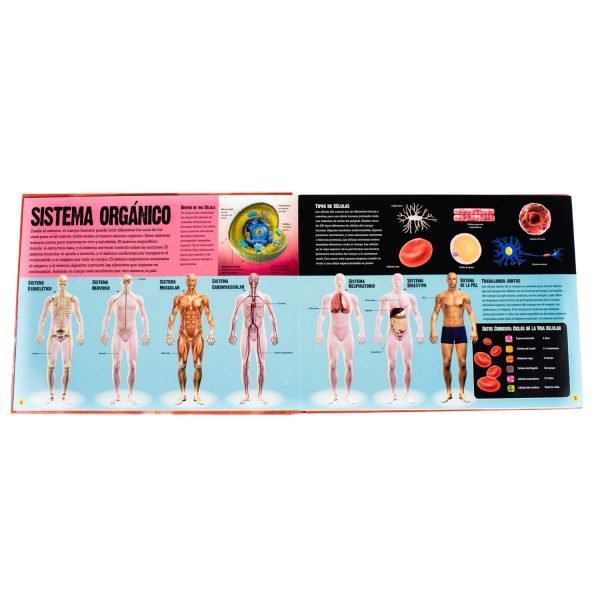 El Cuerpo Humano Desliza y Descubre - Imagen 2