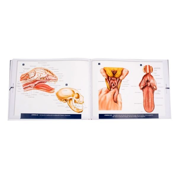 Atlas de la Anatomía de Pequeños Animales - Imagen 3