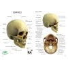 Gran Libro del Cuerpo Humano - Imagen 2