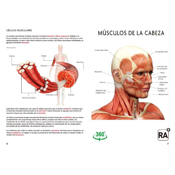 Gran Libro del Cuerpo Humano - Imagen 3