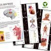 Gran Libro del Cuerpo Humano - Imagen 4