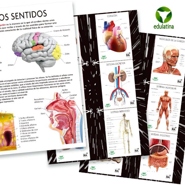 Gran Libro del Cuerpo Humano - Imagen 4
