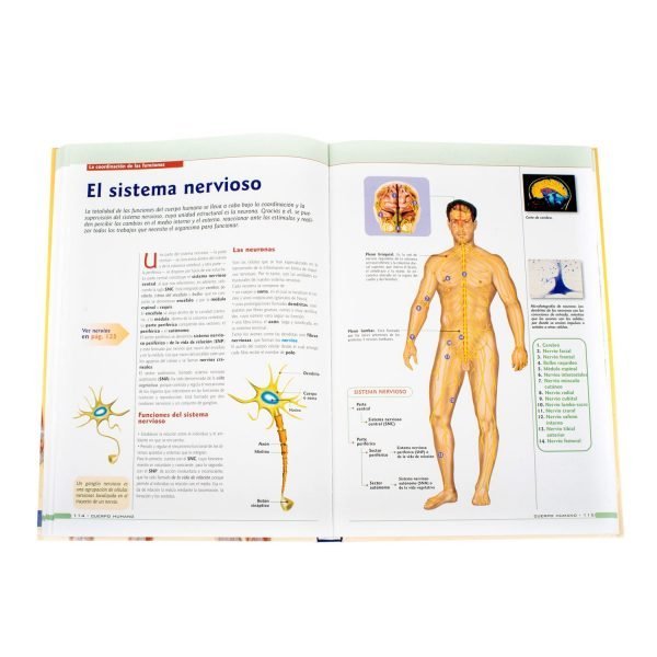 El Cuerpo Humano: Fisiología y Anatomía - Imagen 4