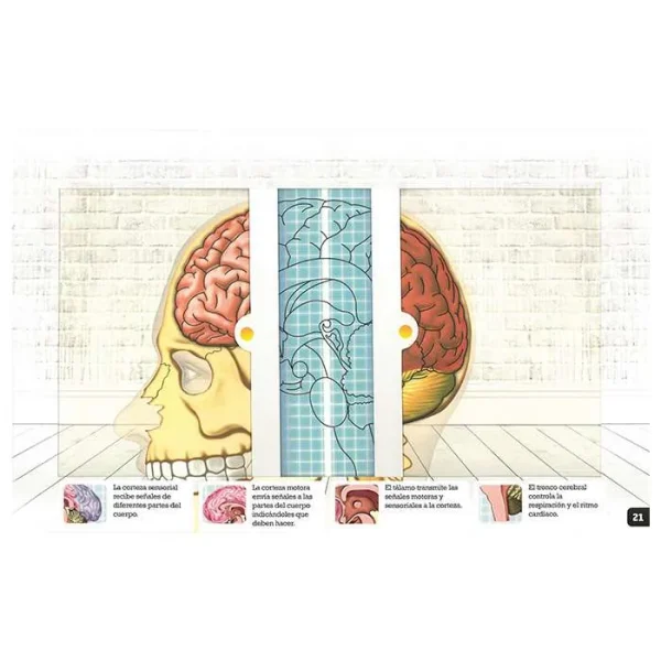 Libro Scanorama cuerpo humano