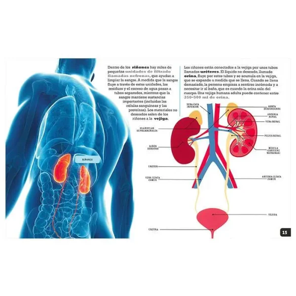 Scanorama Cuerpo Humano - Imagen 3