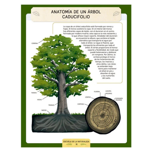 Escuela de la Naturaleza - Imagen 4